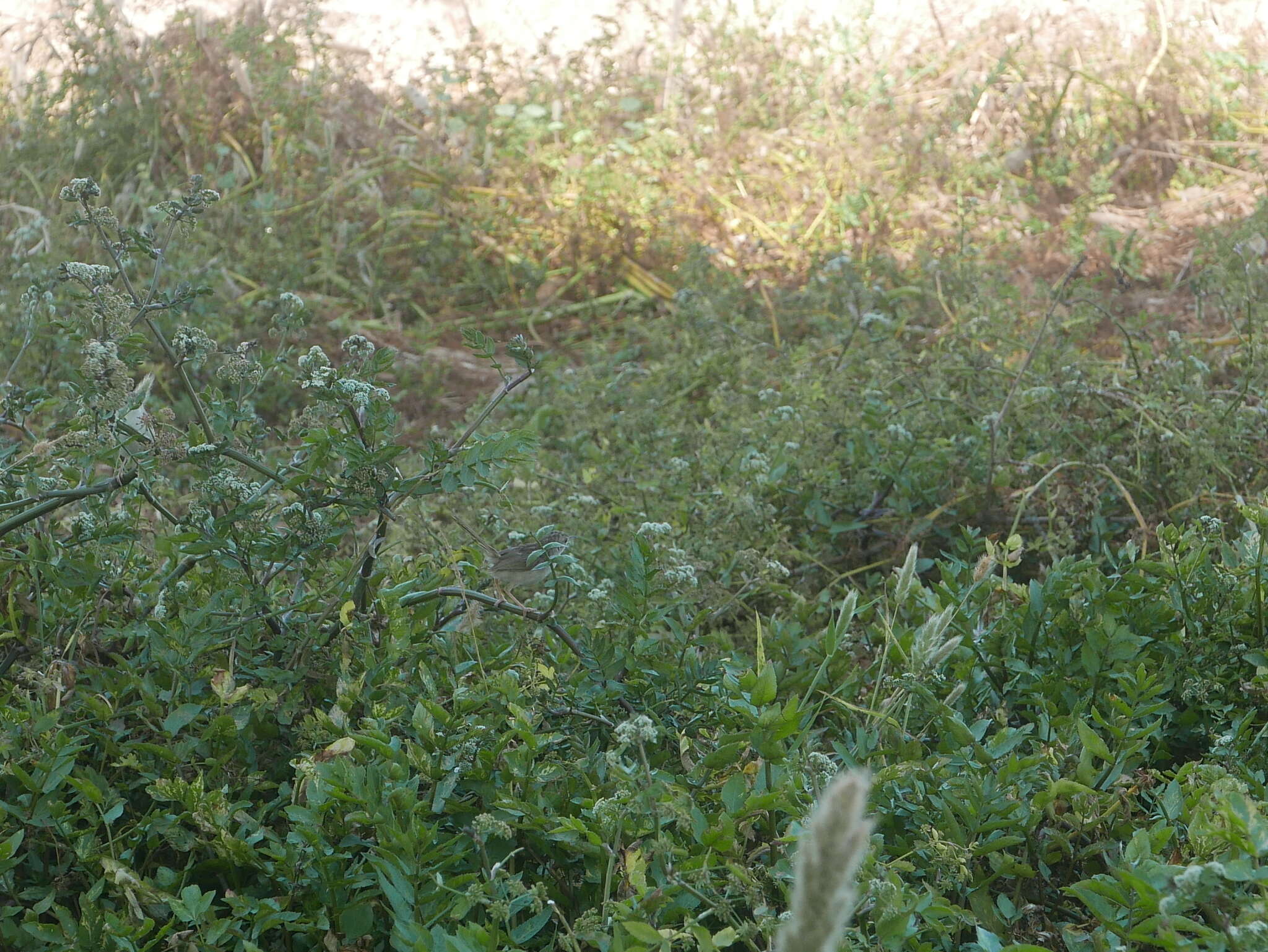 Image of Graceful Prinia