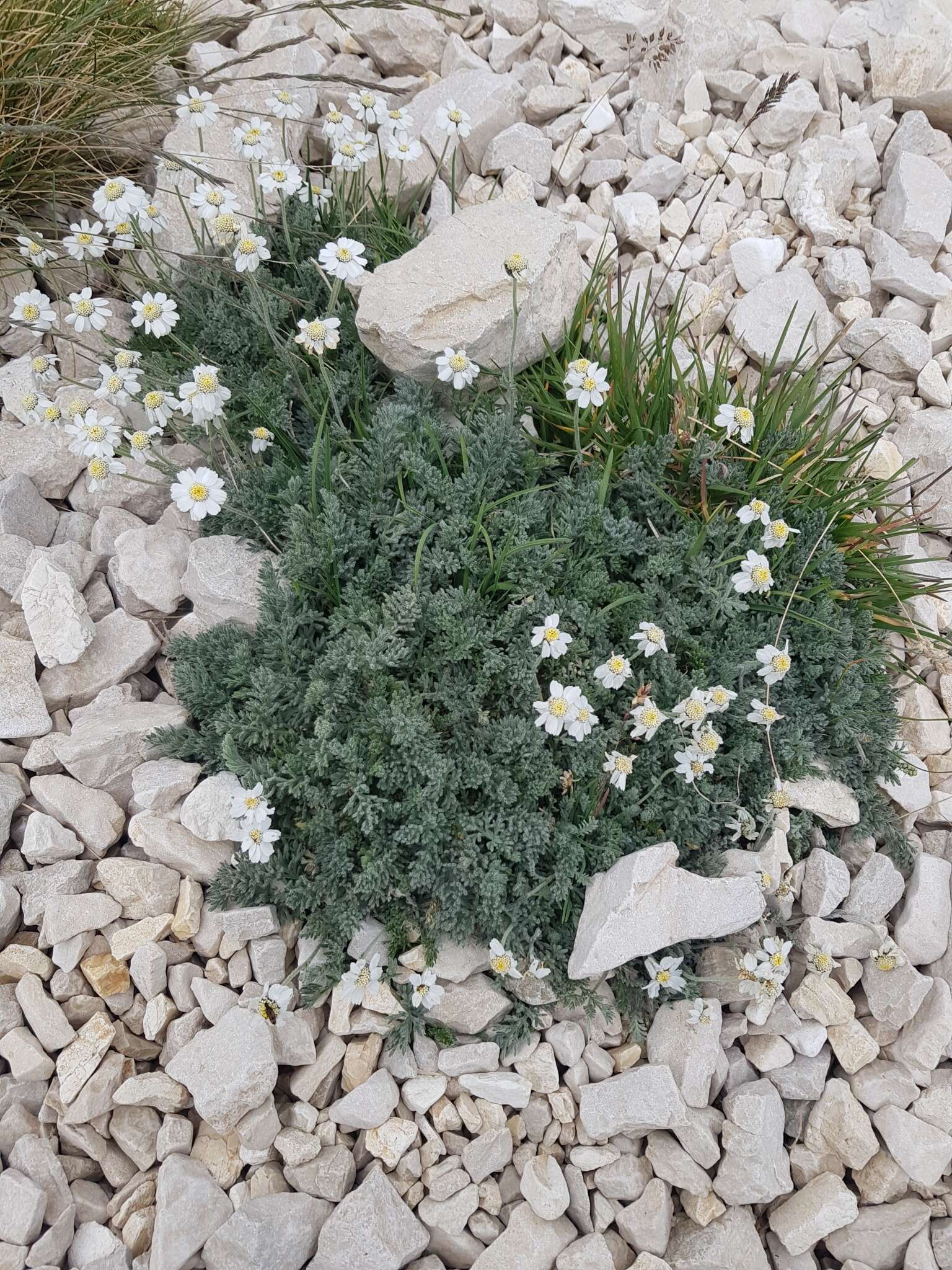 Image of Achillea barrelieri (Ten.) Sch. Bip.