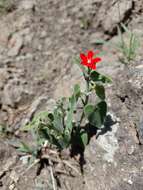 Image of Oxypetalum coccineum Griseb.