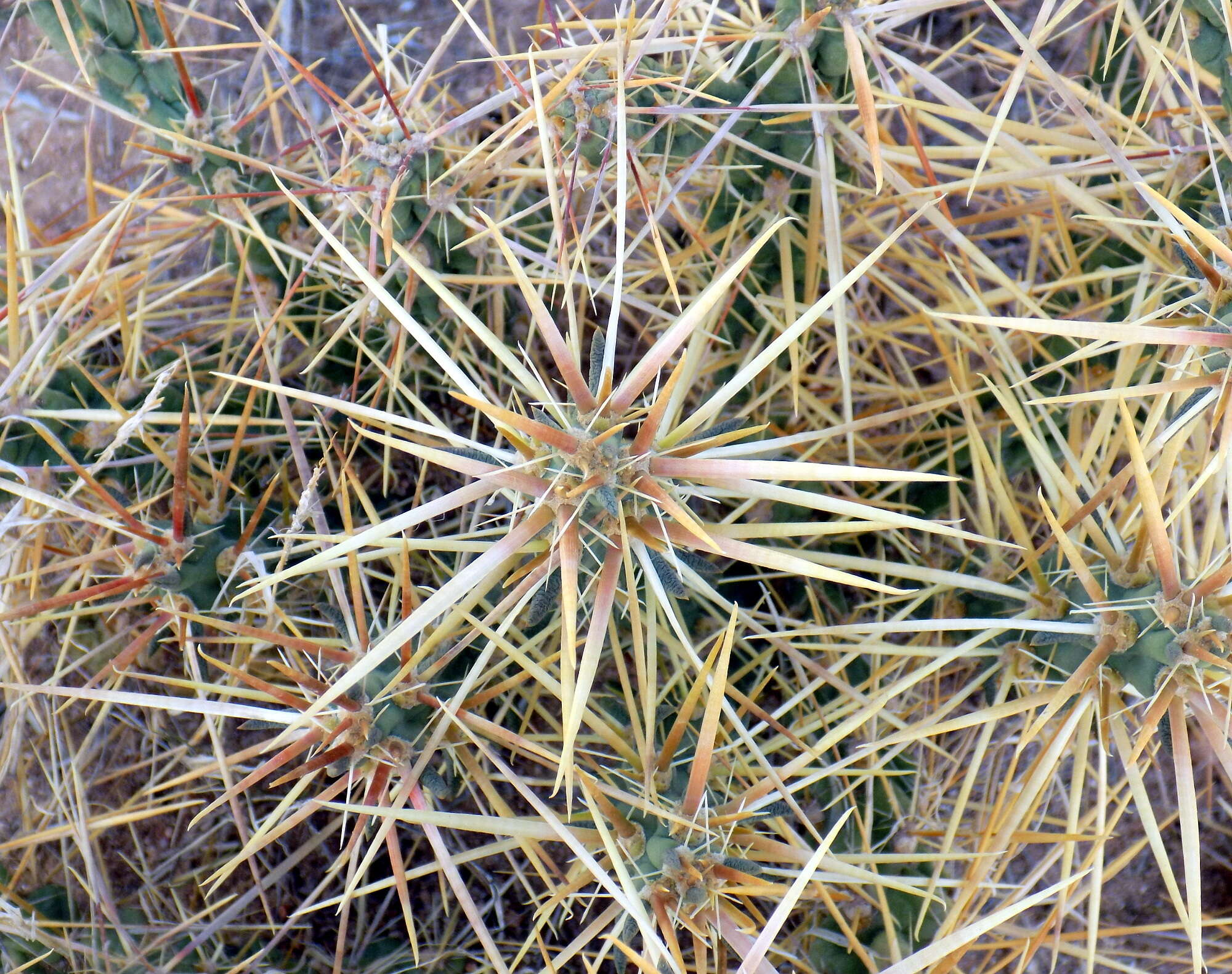 Image of thistle cholla