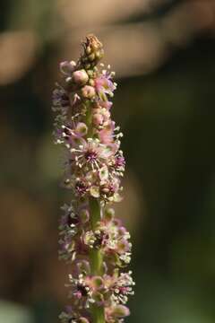 Image of tropical pokeweed