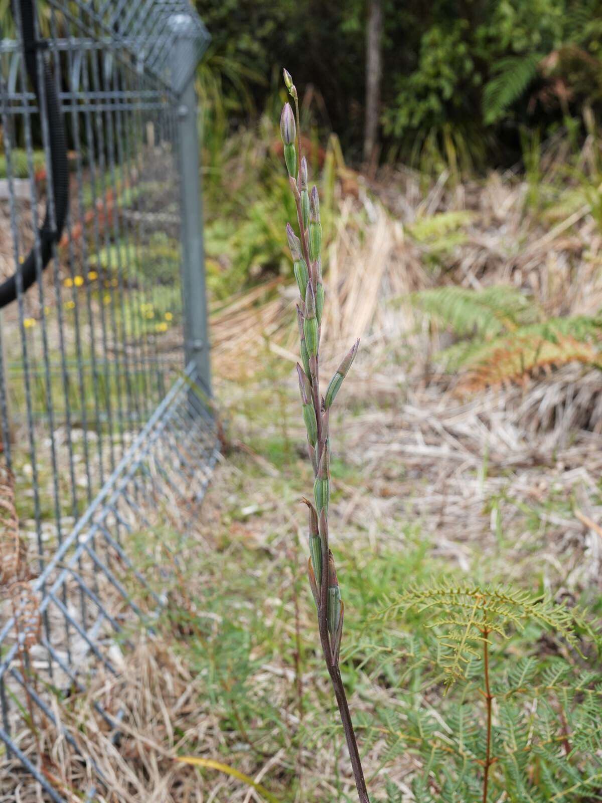 Image of Slender sun orchid