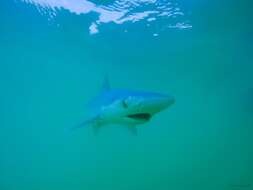 Image of Pacific Sharpnose Shark