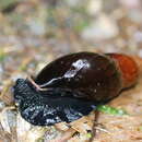 Image of Thaumastus buckleyi (Higgins 1872)