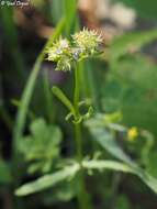 Imagem de Valerianella coronata (L.) DC.