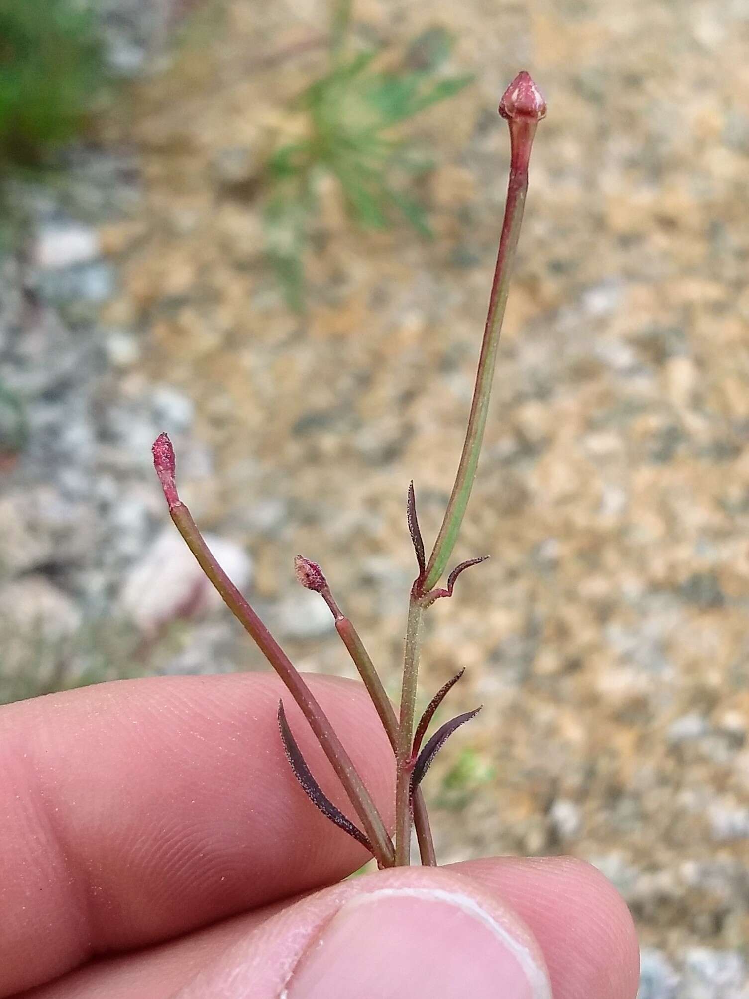 Eremothera chamaenerioides (A. Gray) W. L. Wagner & Hoch的圖片