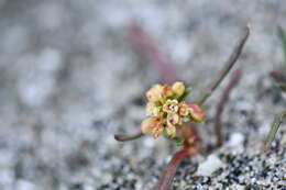 Image of Knorringia sibirica subsp. thomsonii (Meisner) S. P. Hong