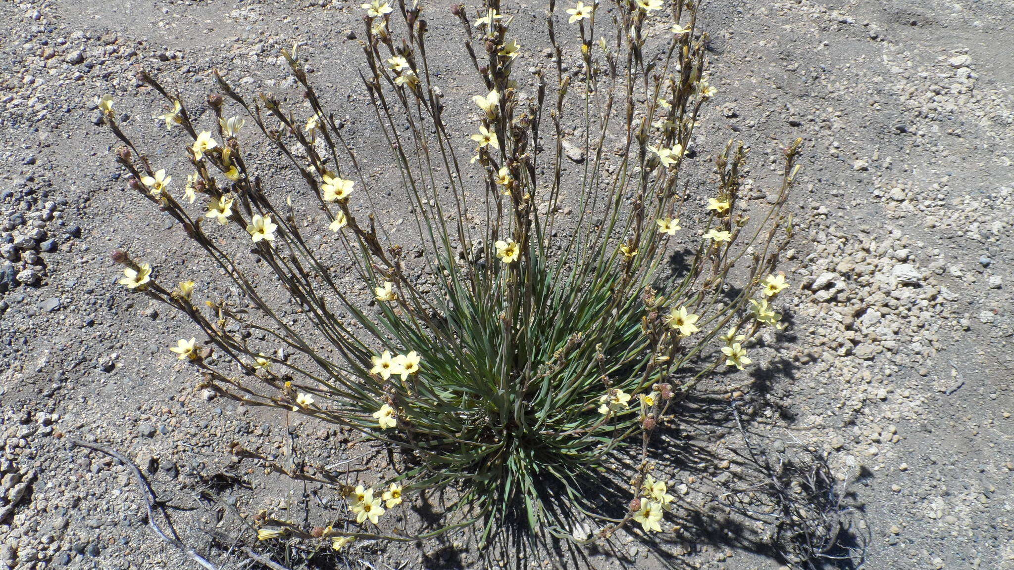 Image of Sisyrinchium arenarium Poepp.