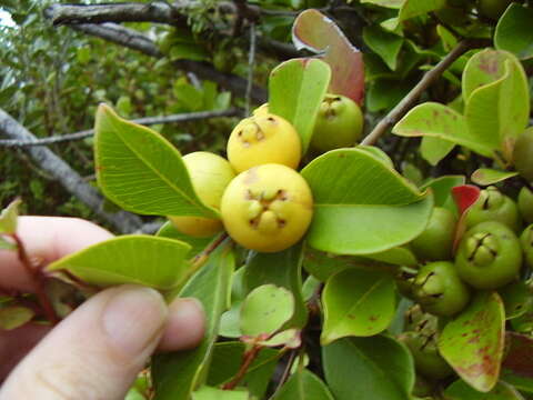 Image of Purple Strawberry Guava