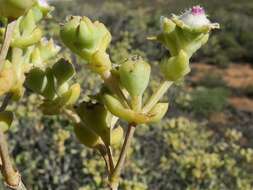 Imagem de Stoeberia frutescens (L. Bol.) E. van Jaarsveld