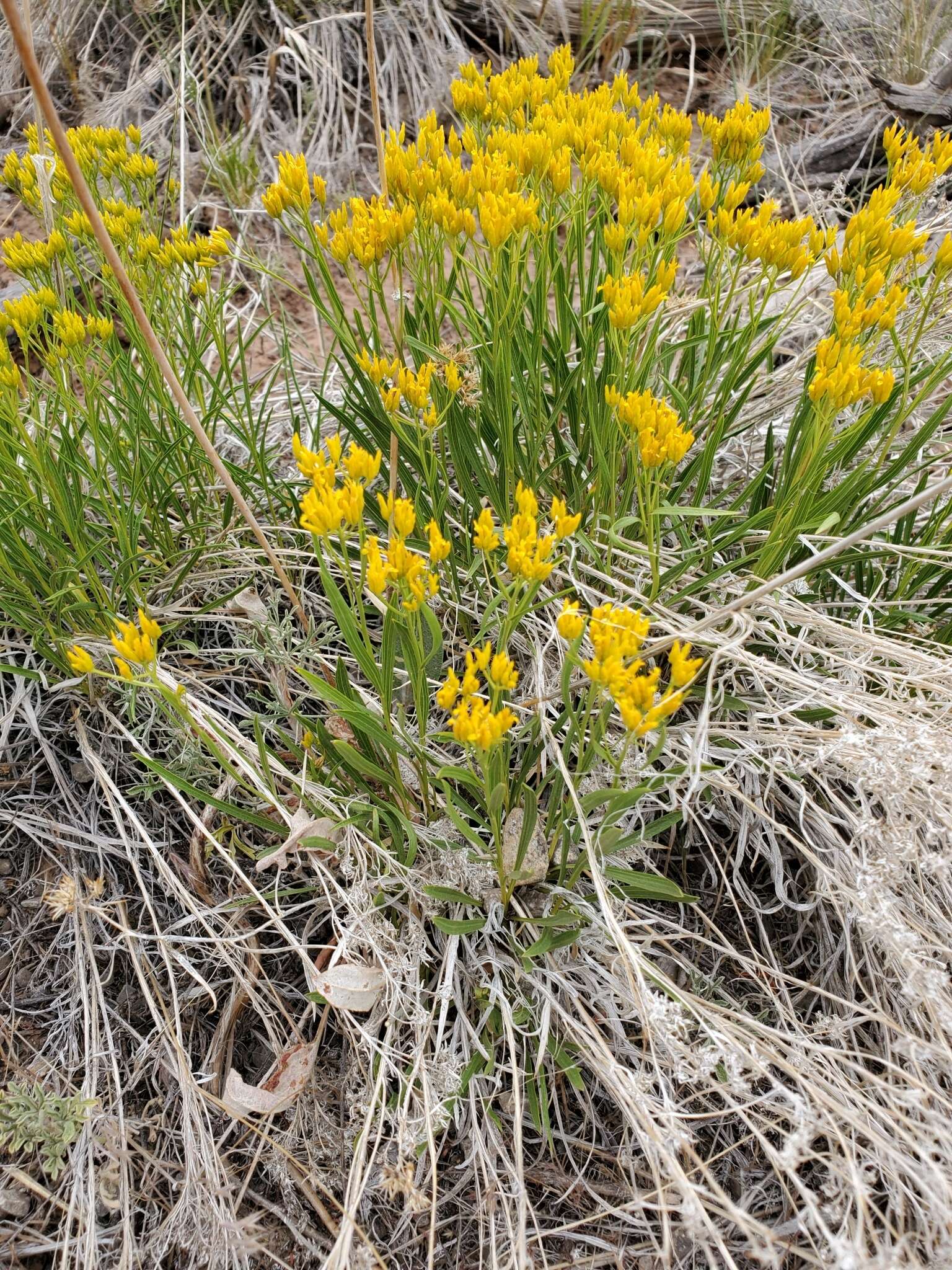 Image of rock goldenrod