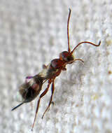 Image of Parasitoid wasp