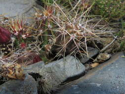 Image of Austrocactus spiniflorus (Phil.) F. Ritter