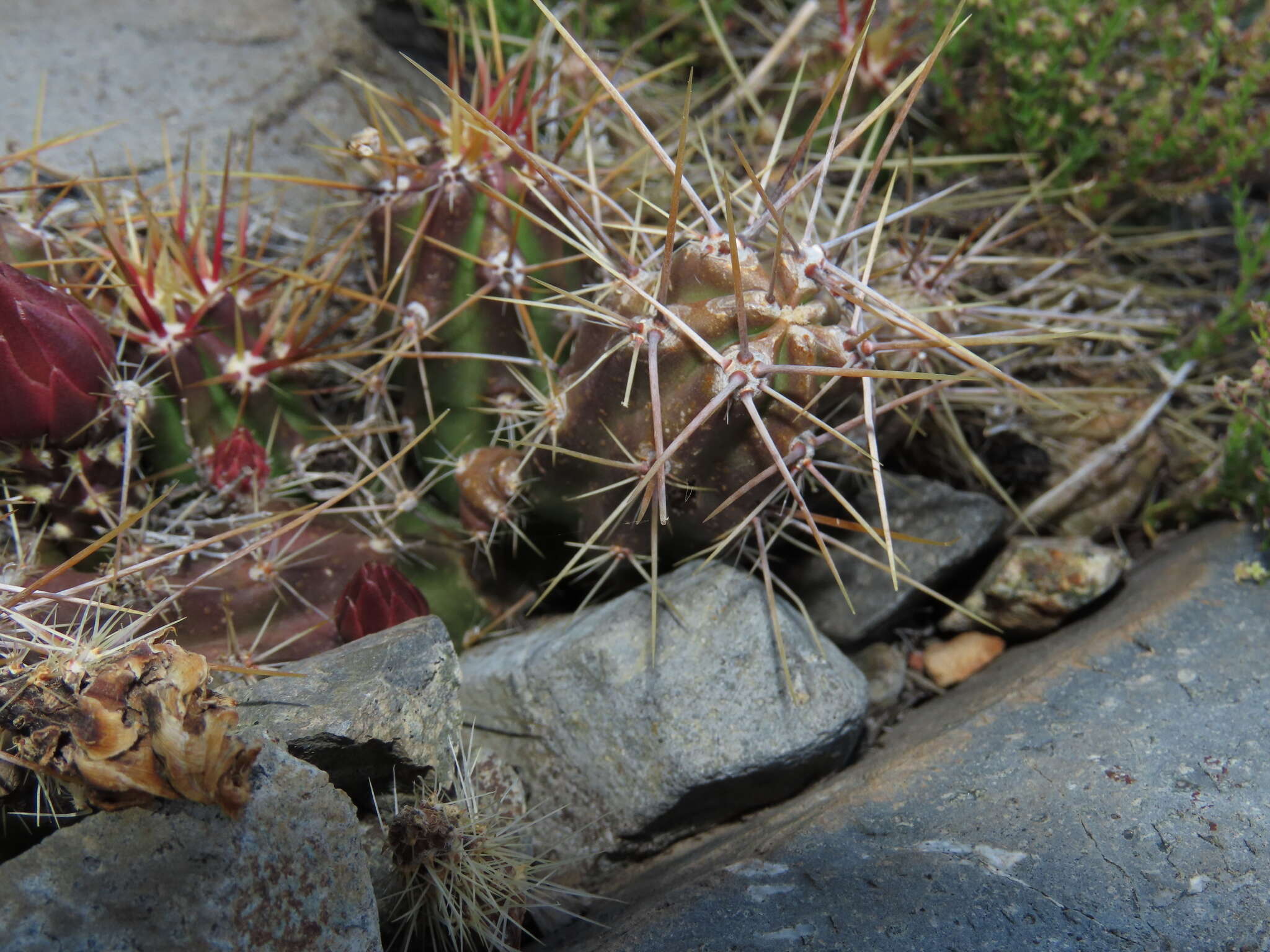 Imagem de Austrocactus spiniflorus (Phil.) F. Ritter