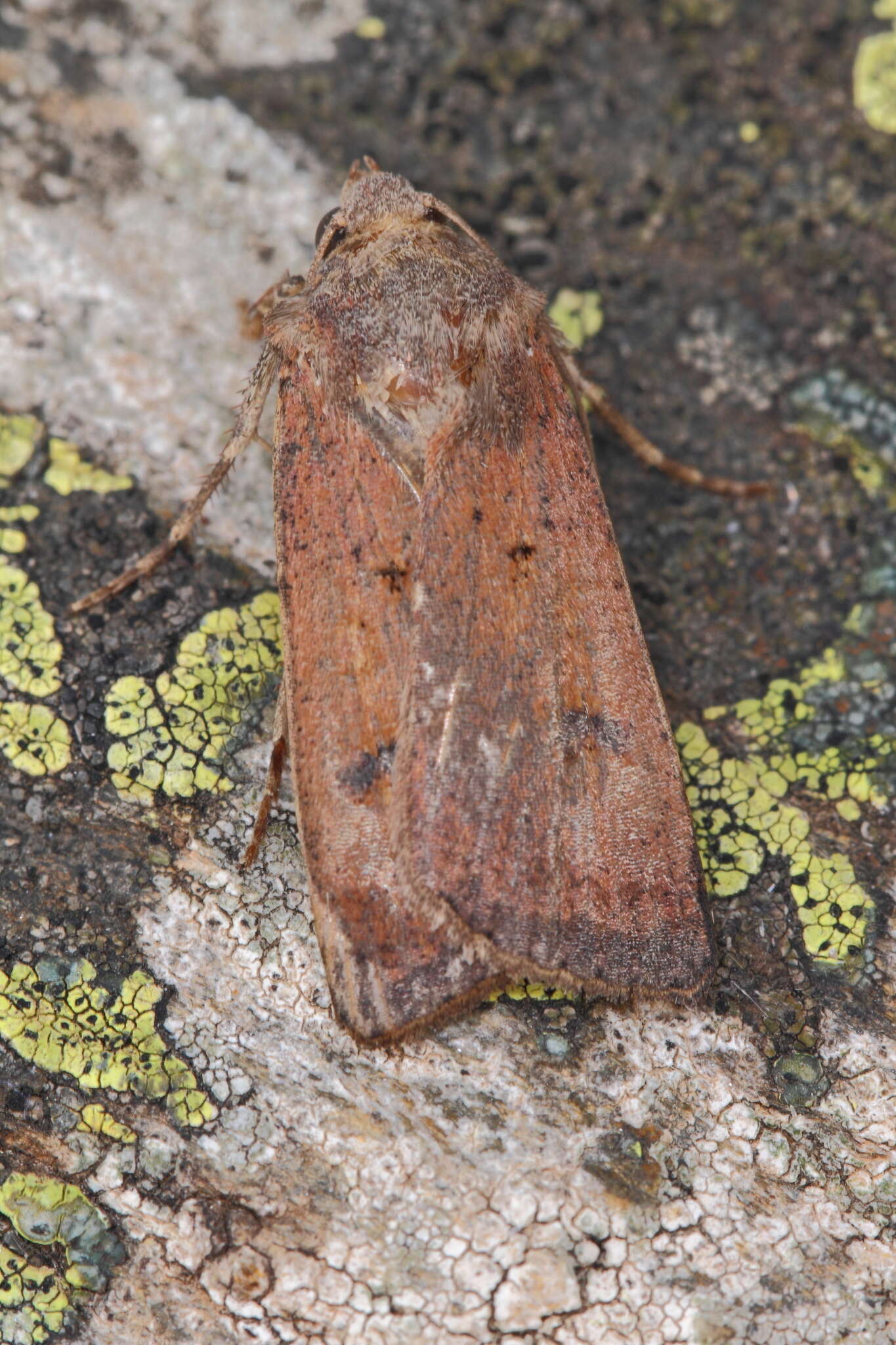 Image of Agrotis trux Hübner 1824