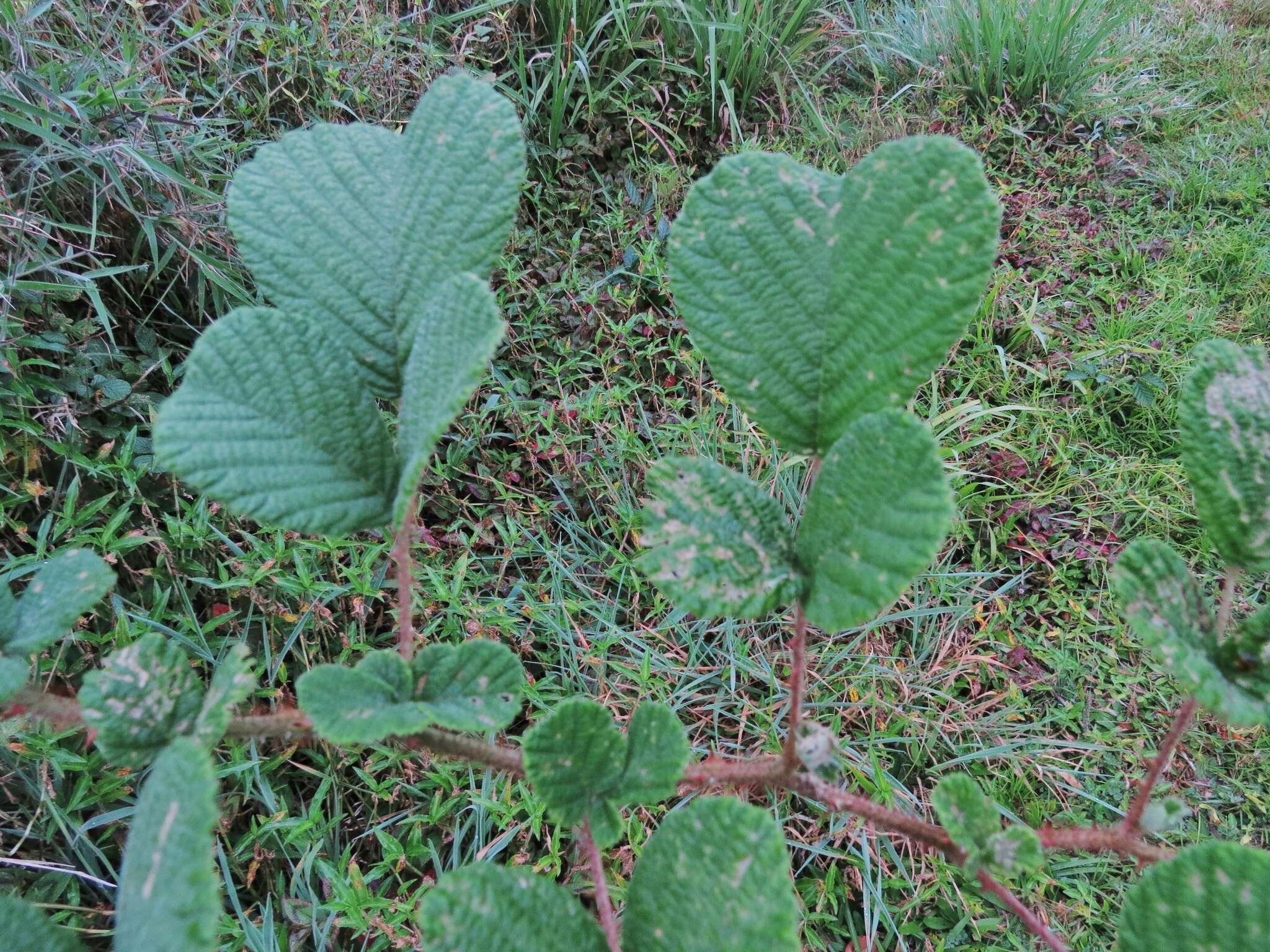 Sivun Rubus ellipticus Smith kuva