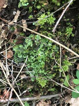 Image of Marchantia polymorpha subsp. montivagans Bischl. & Boissel.-Dub.