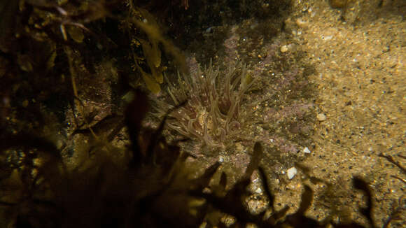 Image of collared sand anemone