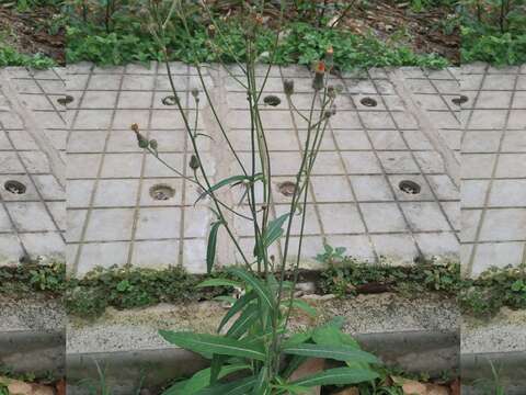 Image of Sonchus wightianus DC.