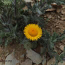 Sivun Pulicaria mauritanica Coss. kuva