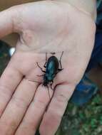 Слика од Carabus (Megodontus) germarii Sturm 1815