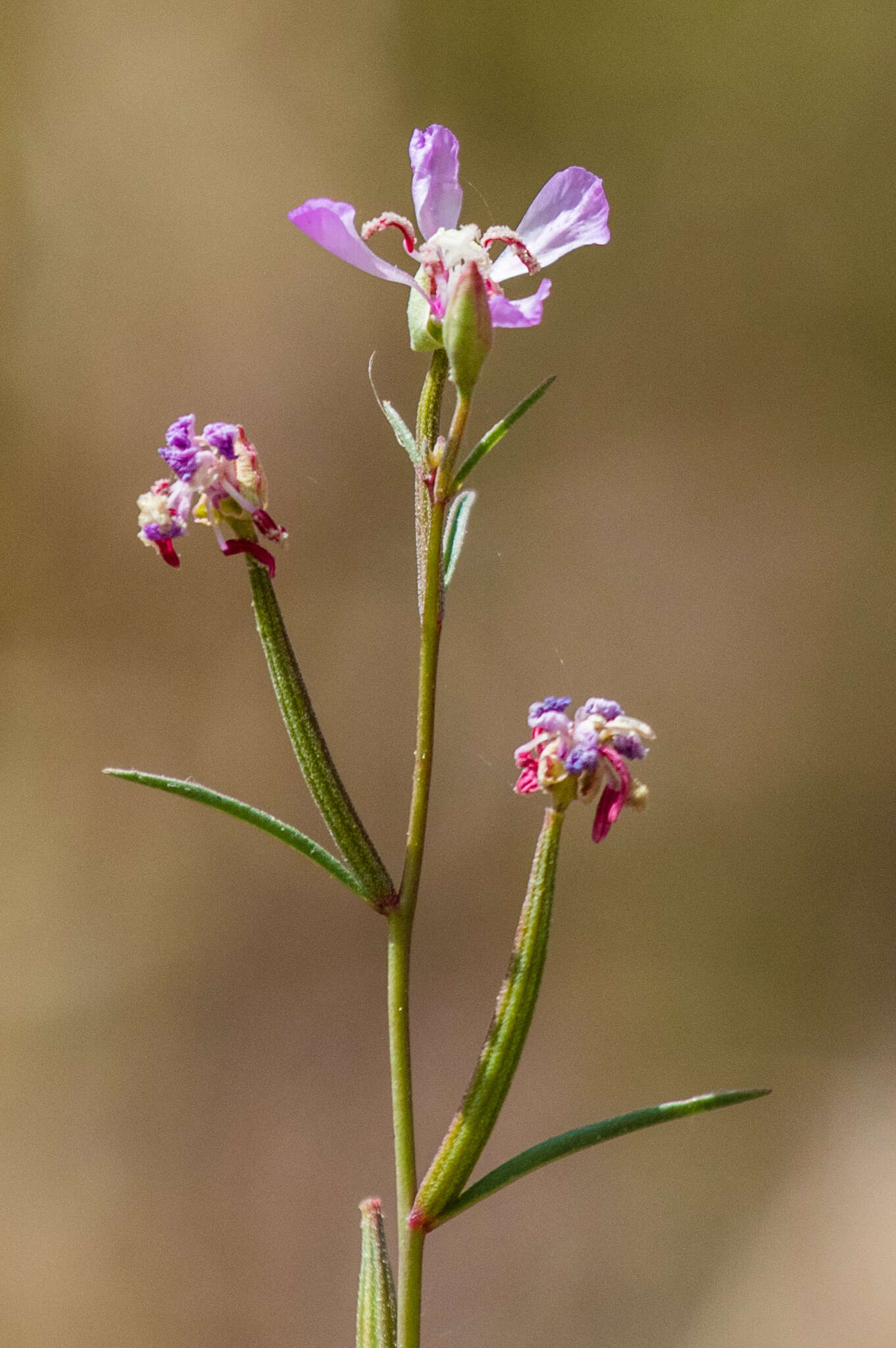 Image of Campo clarkia