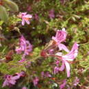 Image of Pelargonium pseudoglutinosum Knuth