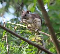 Image of Sciurus variegatoides helveolus Goldman 1912