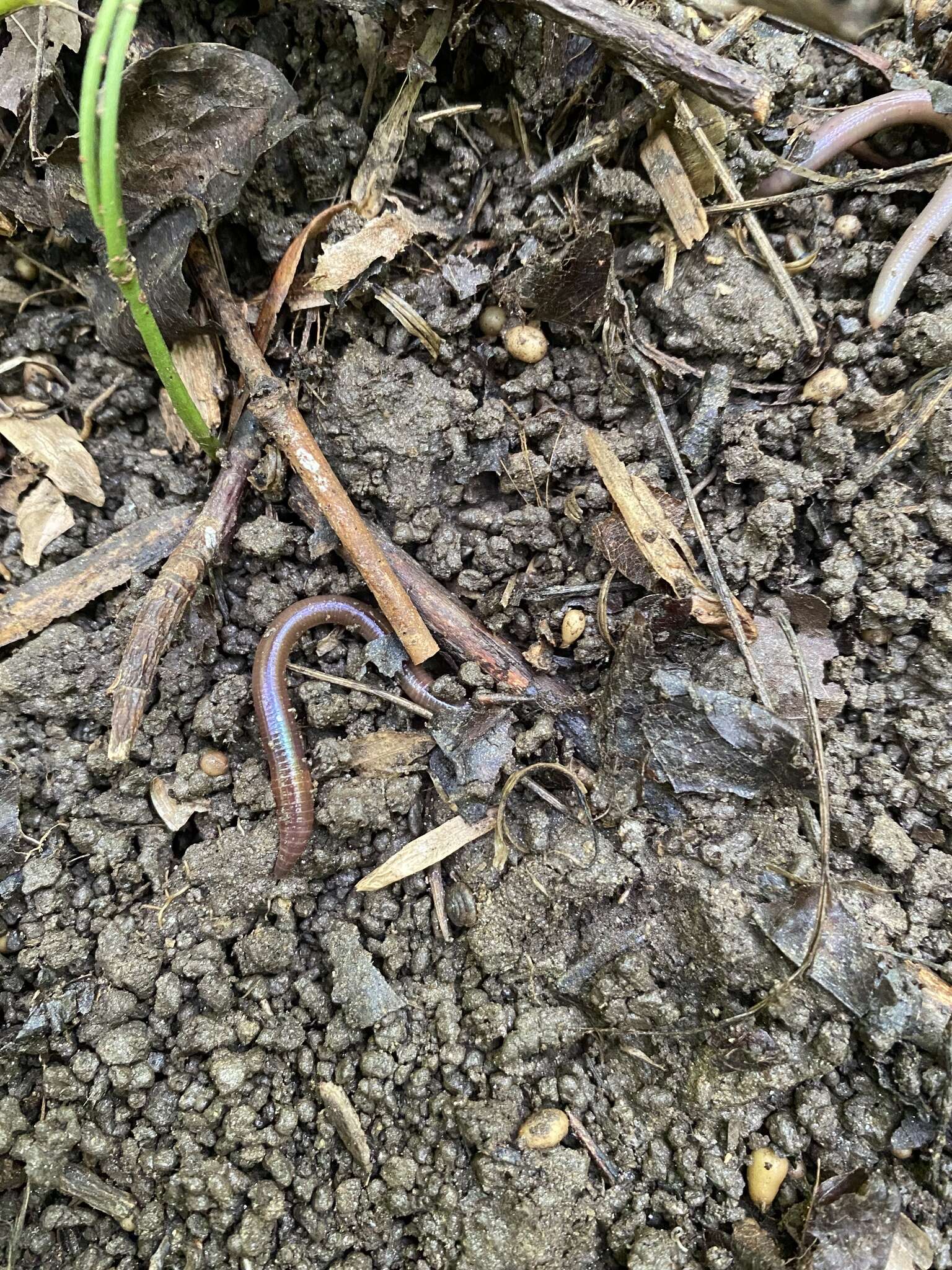 Image of Earthworm