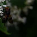 Image of Volucella nigricans Coquillett 1898