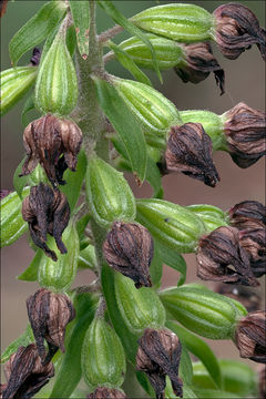 Image of <i>Epipactis helleborine</i> ssp. <i>orbicularis</i> (K. Richt.) E. Klein
