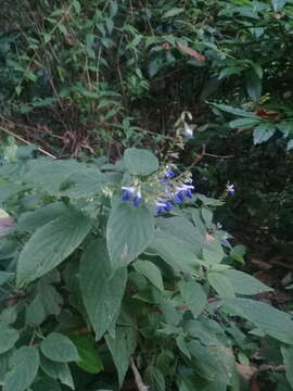 Image of Salvia plurispicata Epling