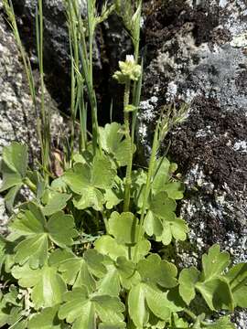 Imagem de Suksdorfia ranunculifolia (Hook.) Engl.