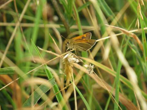 Image of Tawny-edged Skipper