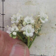 Image of Pope's phacelia