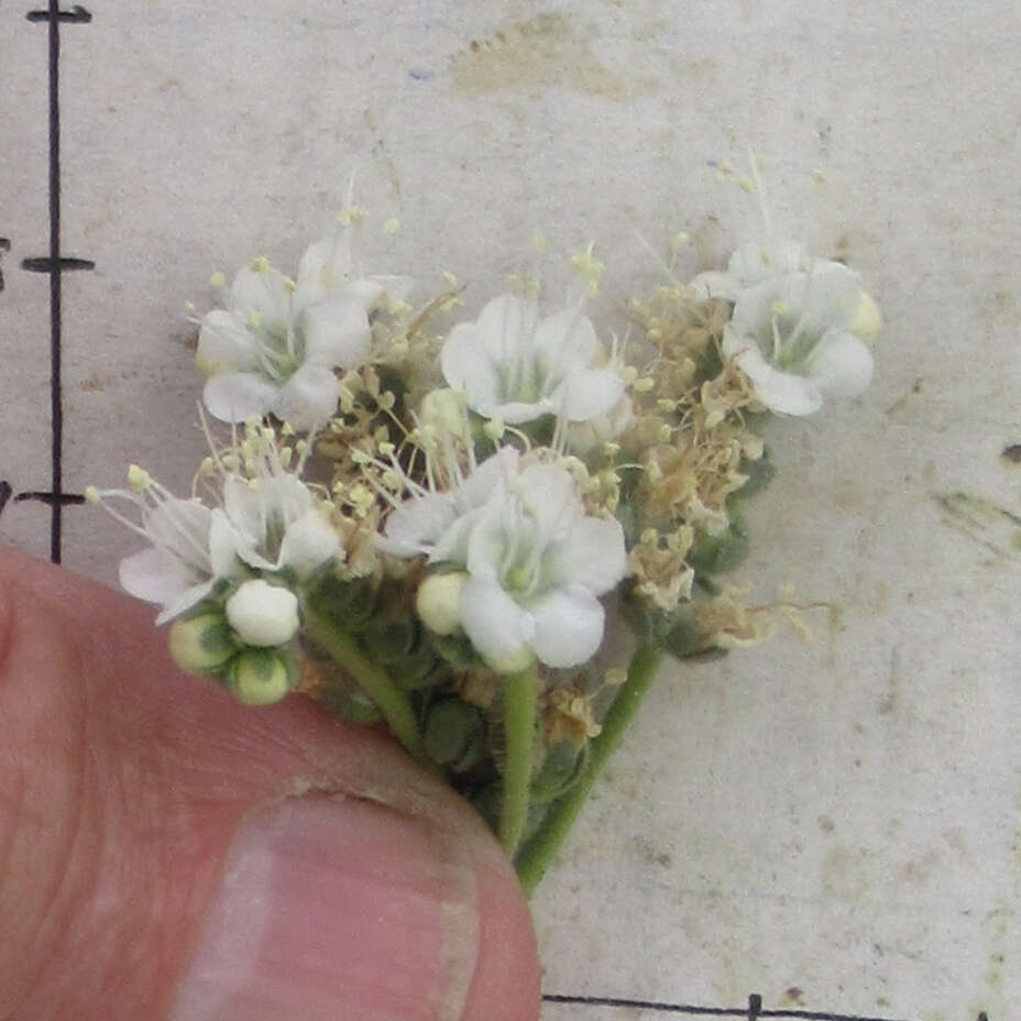 Image of Pope's phacelia