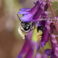 Image of Eucera frater albopilosa (Fowler 1899)