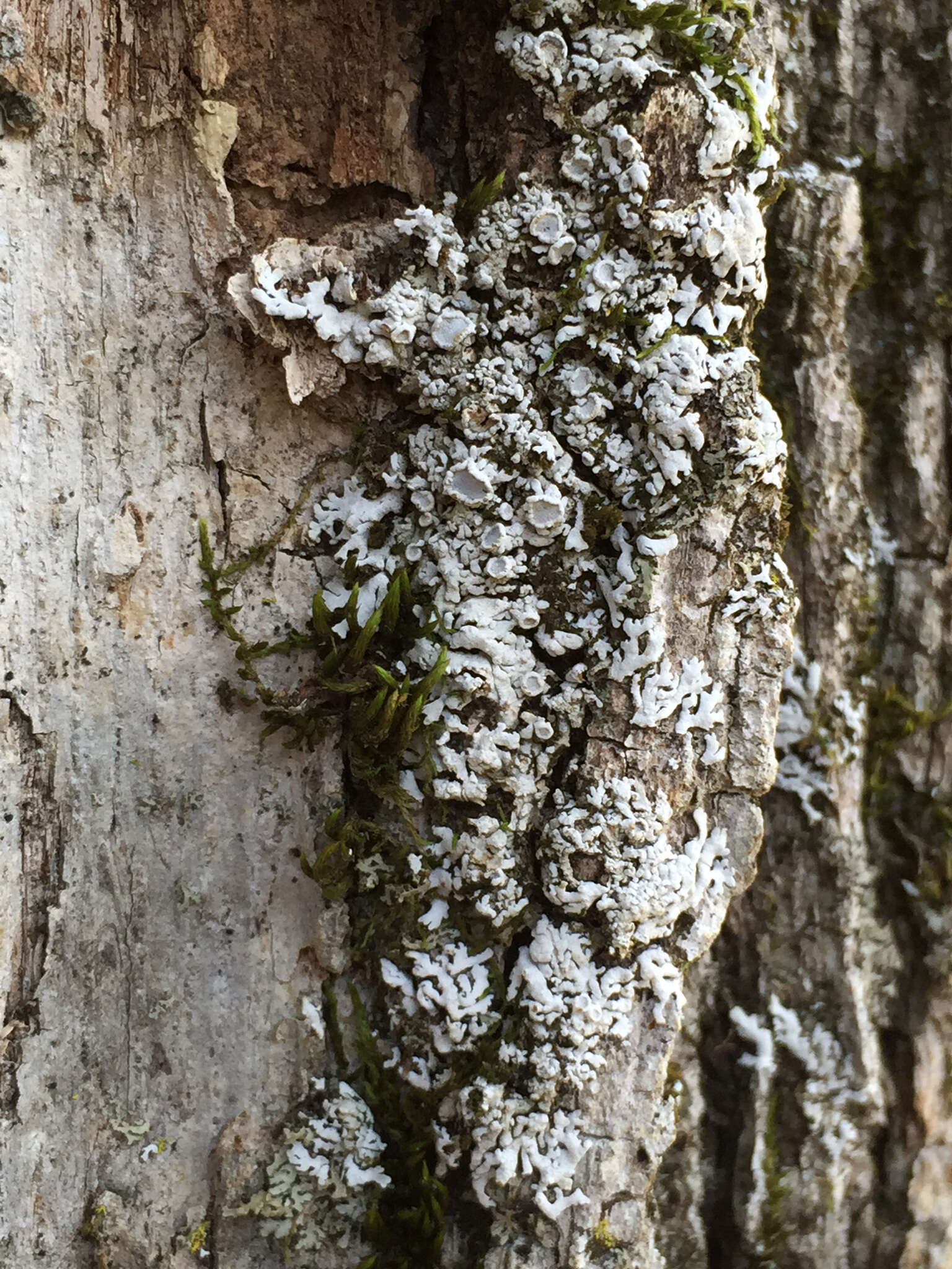 Image of Physconia subpallida Essl.