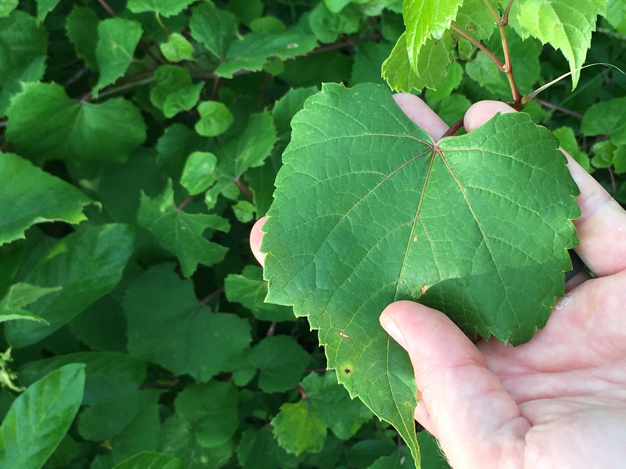 Image of graybark grape