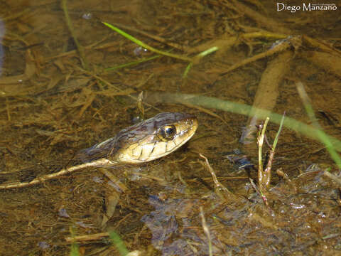 Image of Goldenhead Garter Snake