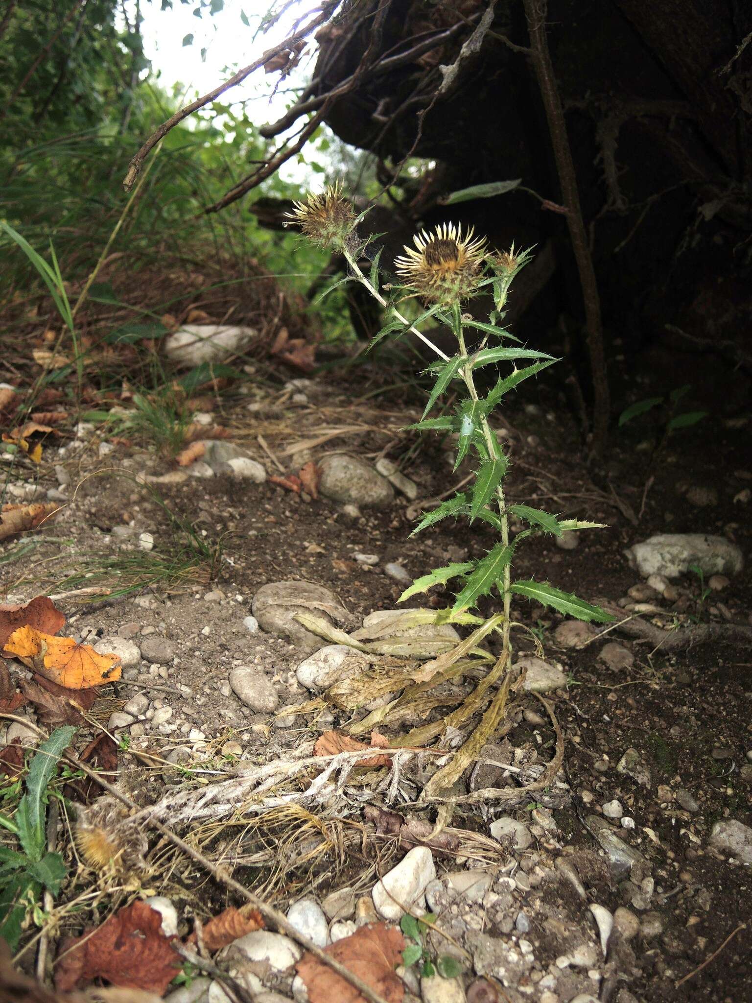 Image of Carlina biebersteinii subsp. brevibracteata (Andrae) K. Werner