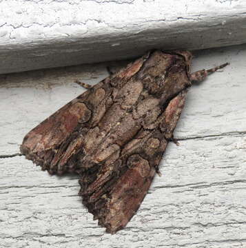 Image of Speckled Cutworm