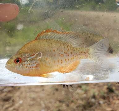 Plancia ëd Lepomis humilis (Girard 1858)