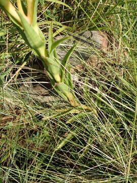Image of Crassula alba Forsk.