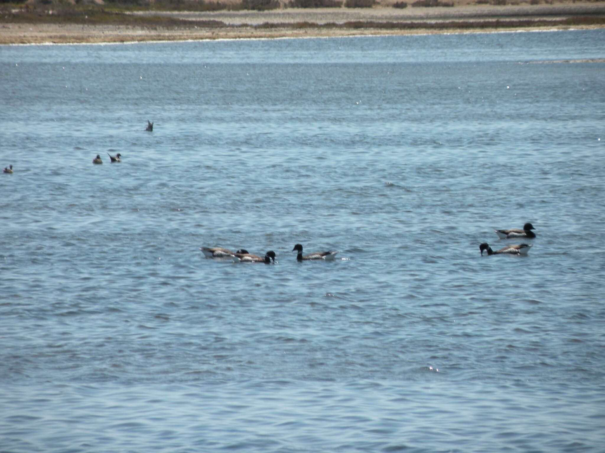 صورة Branta bernicla nigricans (Lawrence 1846)