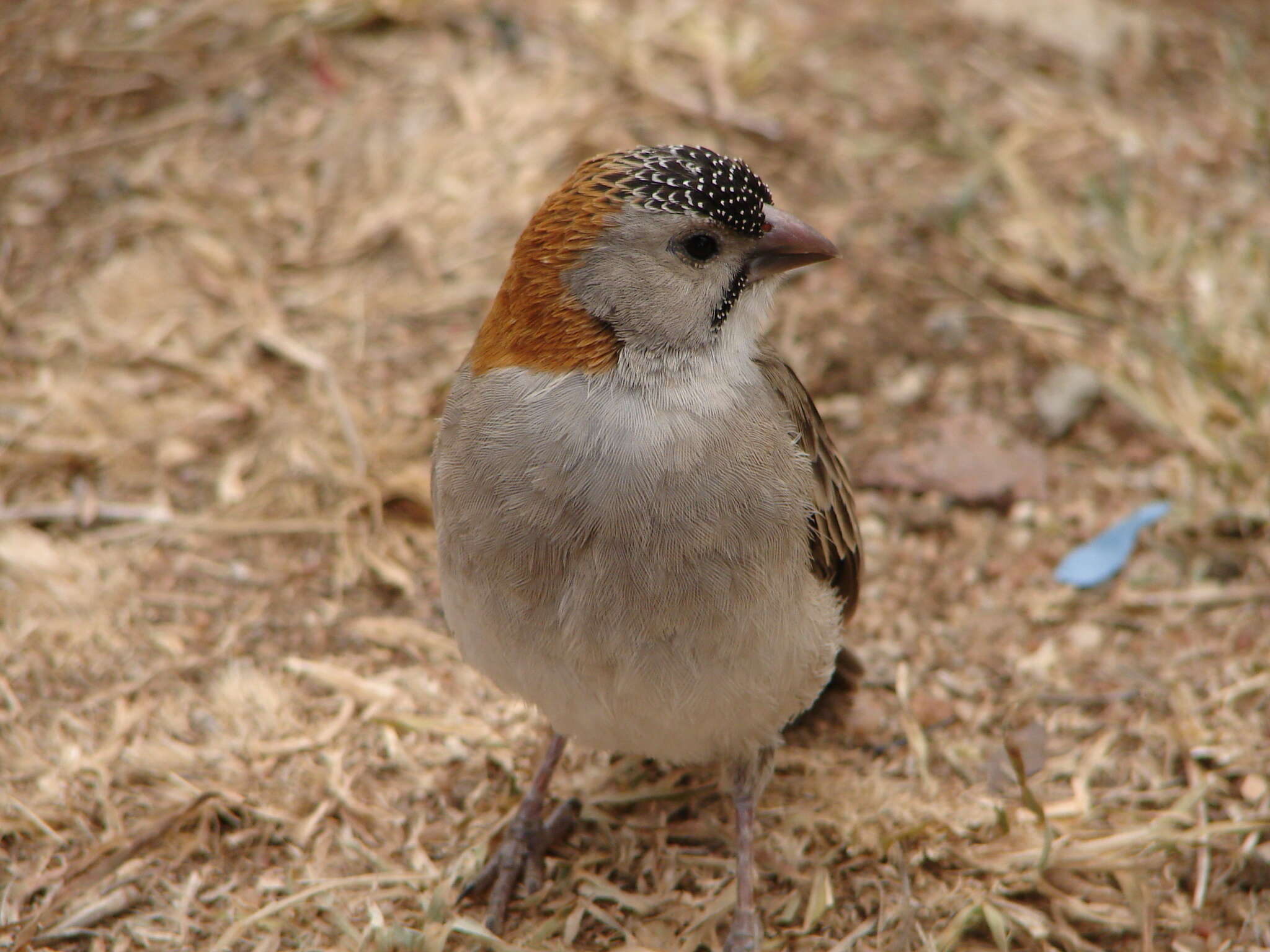 Image of Sporopipes Cabanis 1847