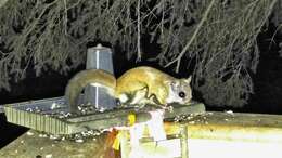 Image of American Flying Squirrels