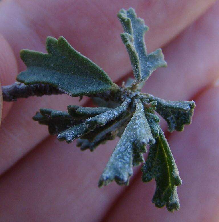 Imagem de Anisodontea fruticosa (Bergius) D. M. Bates