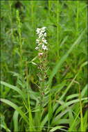 Plancia ëd Platanthera hologlottis Maxim.