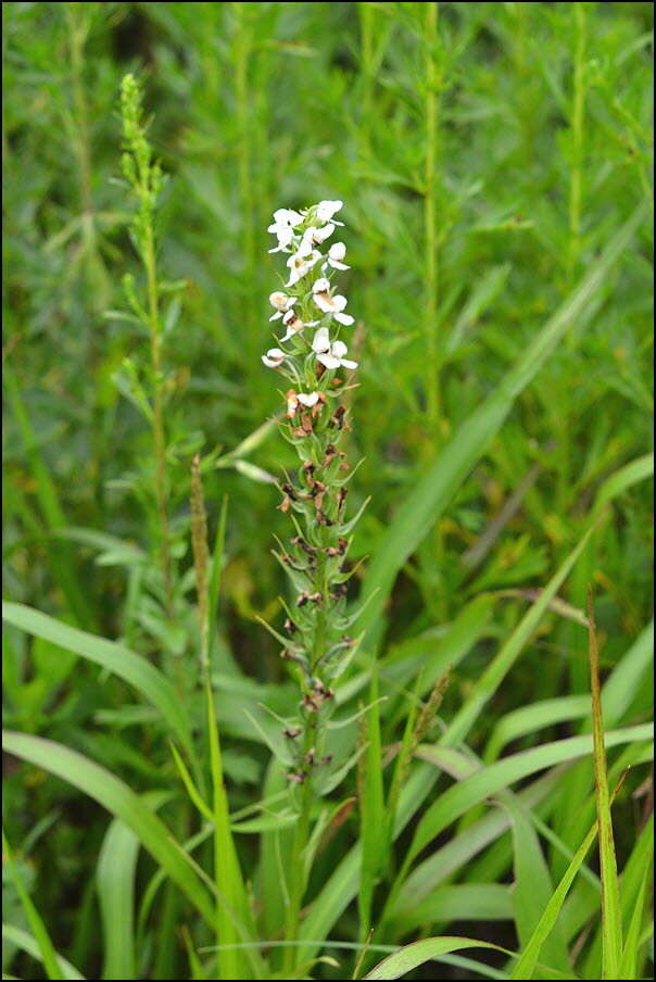 Plancia ëd Platanthera hologlottis Maxim.